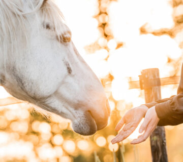 Animal Whisperer 1 360x320