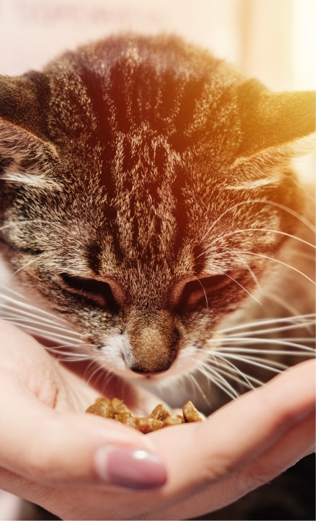 Animal whisperer pic 2 2